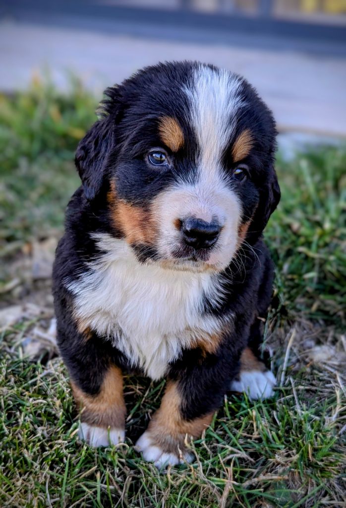 Charlotte Lepleux - Chiot disponible  - Bouvier Bernois