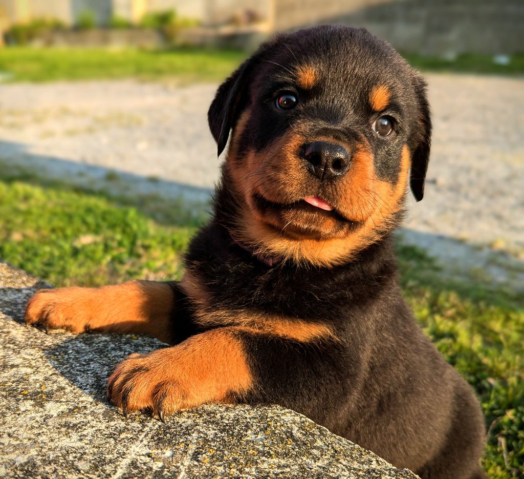 Charlotte Lepleux - Chiot disponible  - Rottweiler