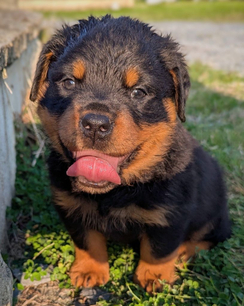 Charlotte Lepleux - Chiot disponible  - Rottweiler