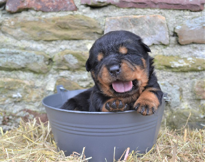 Charlotte Lepleux - Rottweiler - Portée née le 19/04/2023