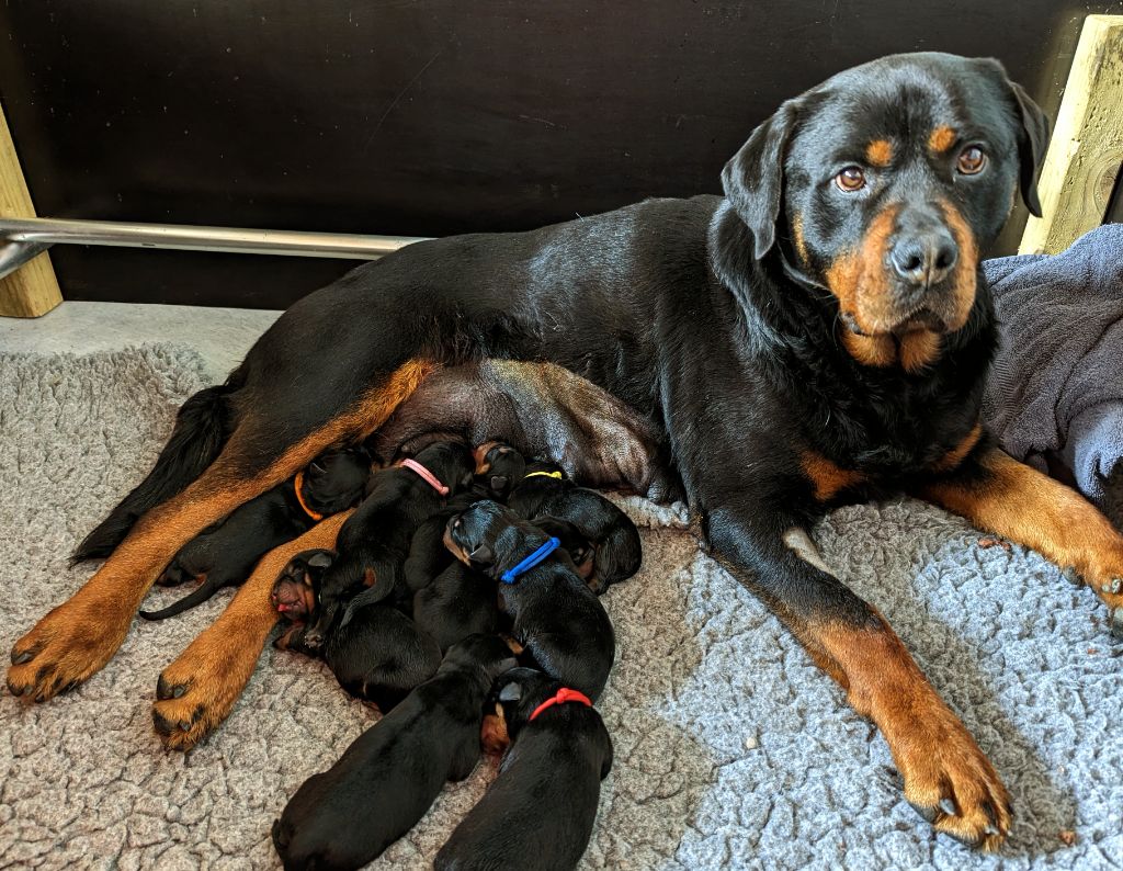 chiot Rottweiler Charlotte Lepleux