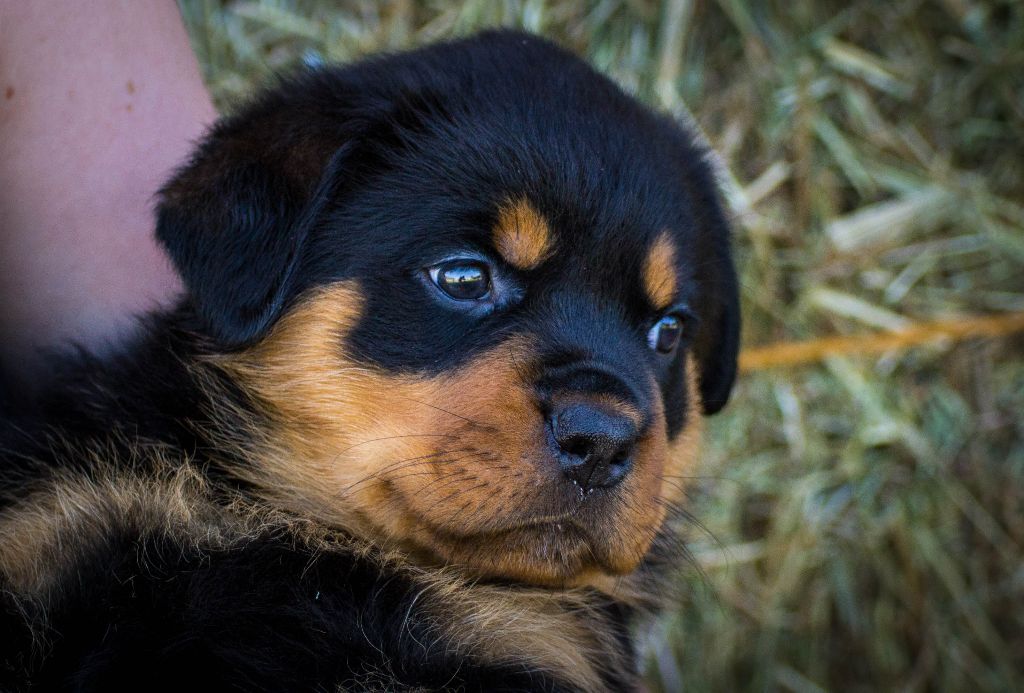 Charlotte Lepleux - Rottweiler - Portée née le 26/05/2019