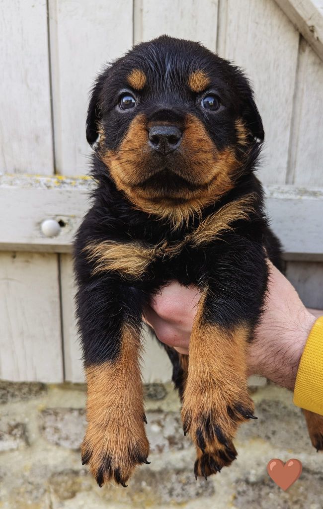Charlotte Lepleux - Rottweiler - Portée née le 19/04/2023