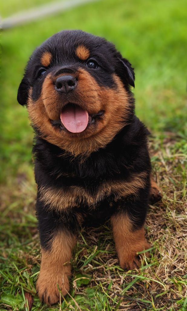 Chiot Rottweiler Charlotte Lepleux