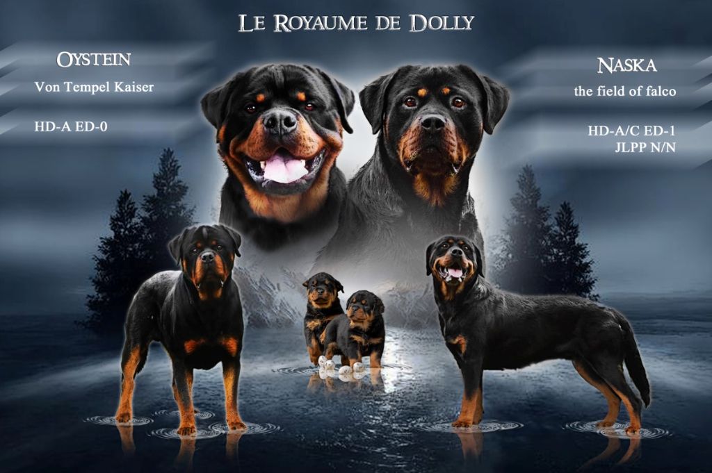 Charlotte Lepleux - Rottweiler - Portée née le 27/05/2021