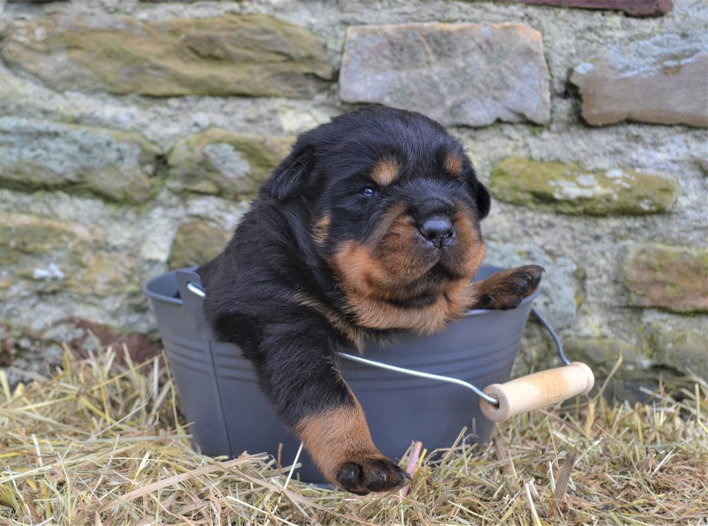 Charlotte Lepleux - Rottweiler - Portée née le 19/04/2023