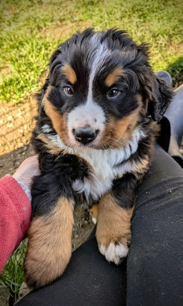 Charlotte Lepleux - Chiots disponibles - Bouvier Bernois