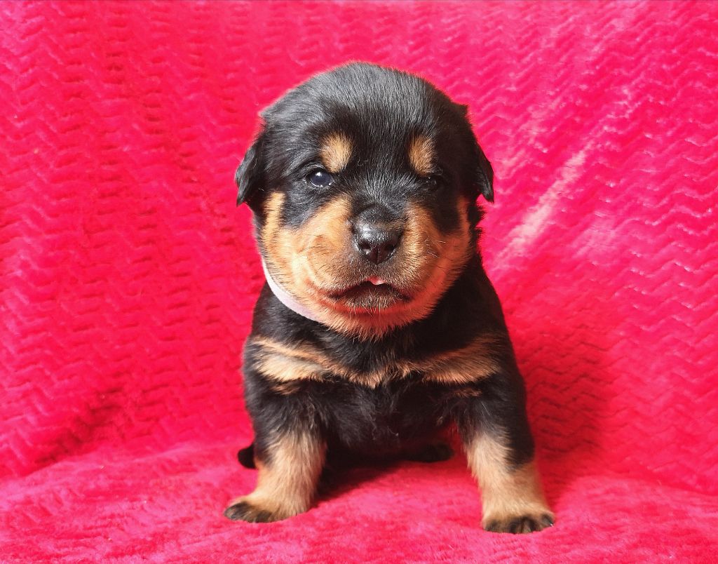 Charlotte Lepleux - Rottweiler - Portée née le 31/01/2021