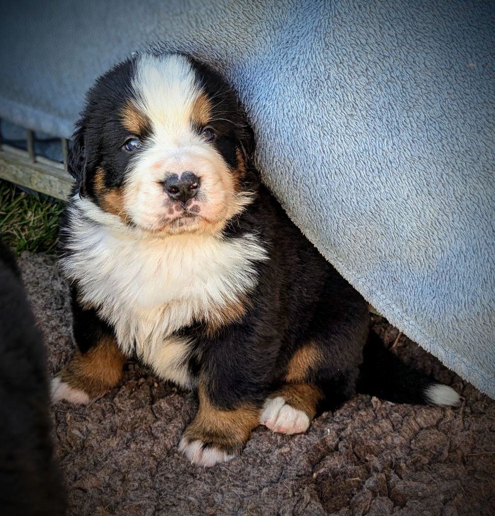 Charlotte Lepleux - Chiots disponibles - Bouvier Bernois