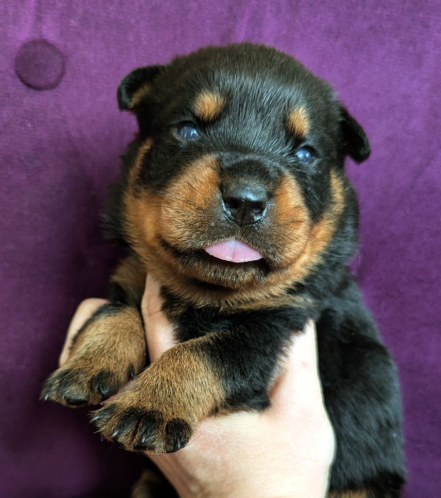 Charlotte Lepleux - Chiots disponibles - Rottweiler