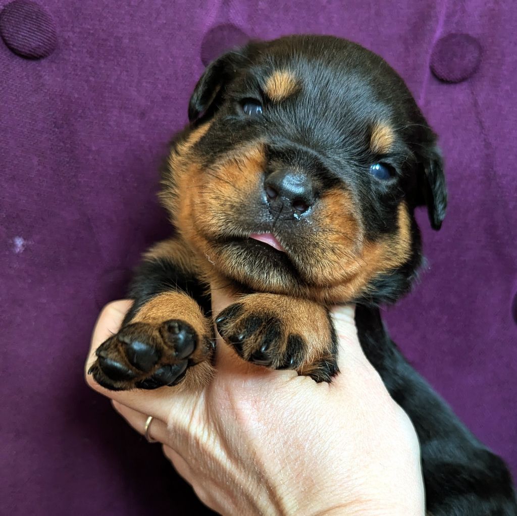 Charlotte Lepleux - Chiots disponibles - Rottweiler
