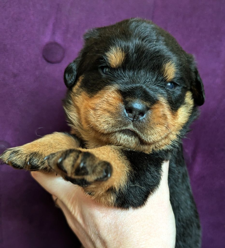 Charlotte Lepleux - Chiots disponibles - Rottweiler