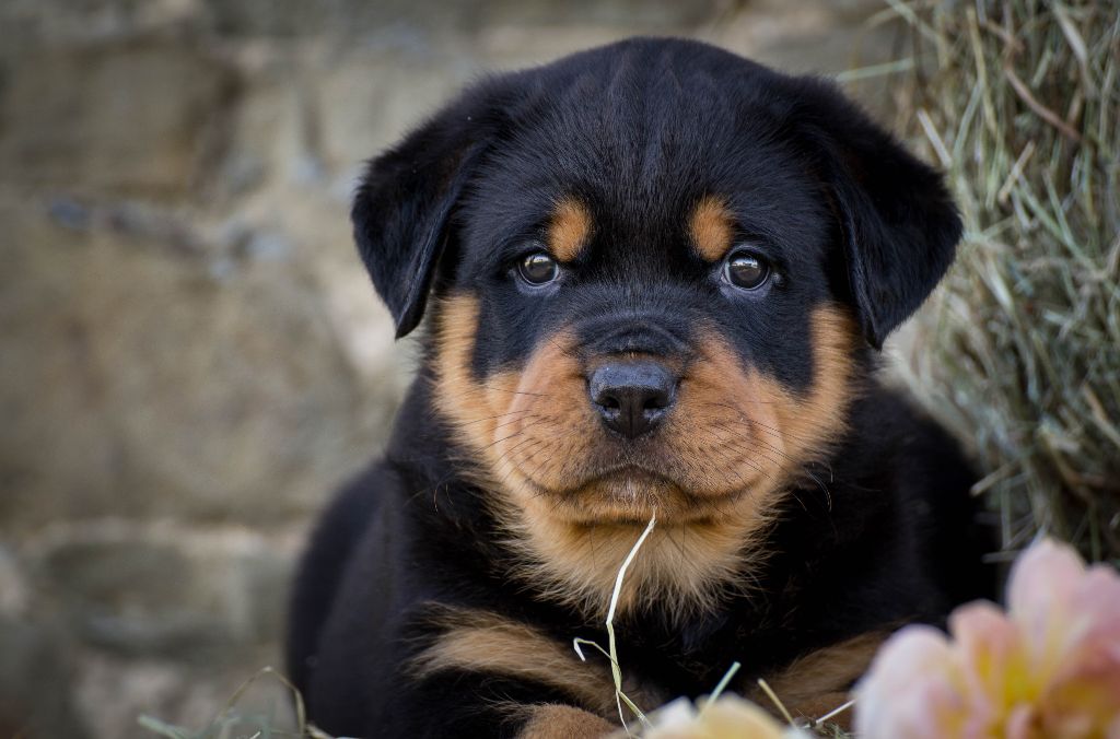 Charlotte Lepleux - Rottweiler - Portée née le 26/05/2019