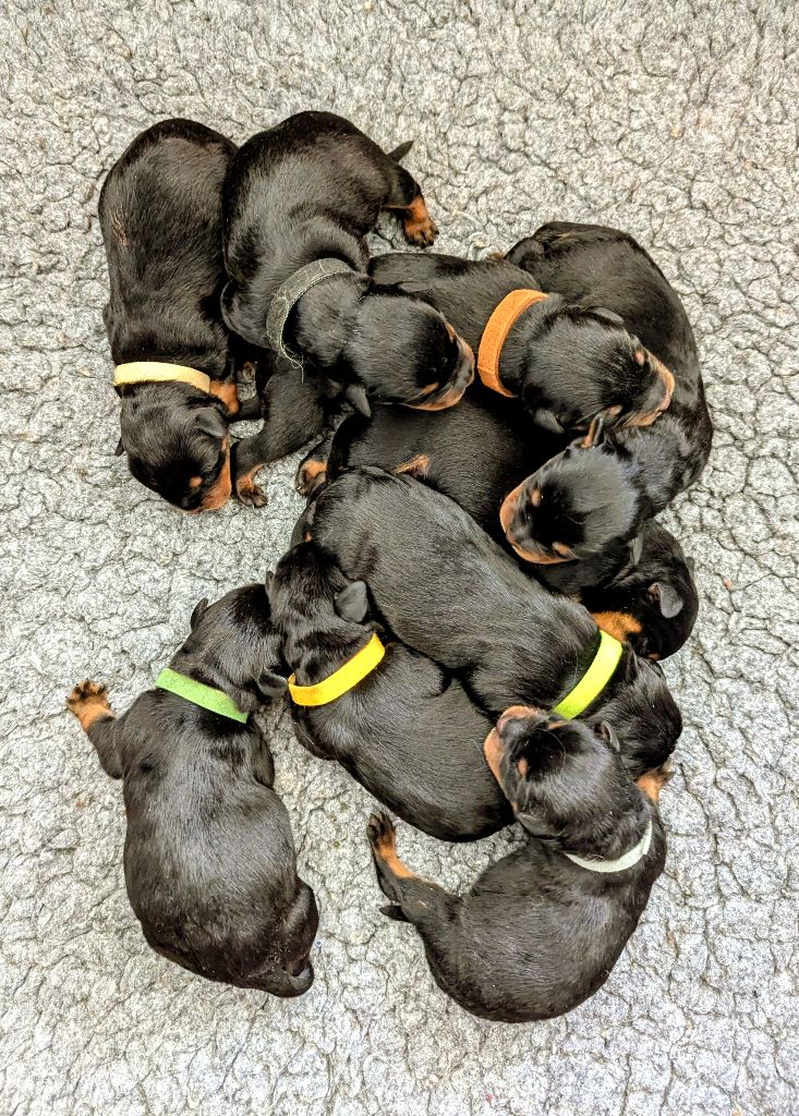 Chiot Rottweiler Charlotte Lepleux