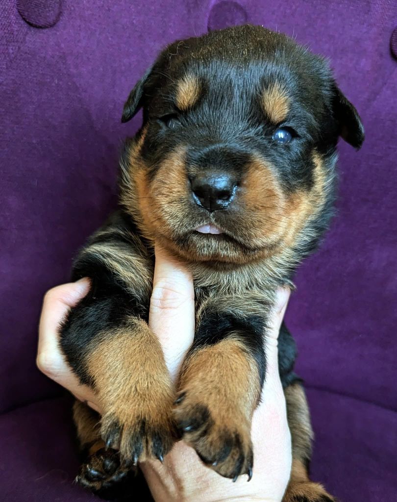 Charlotte Lepleux - Chiots disponibles - Rottweiler