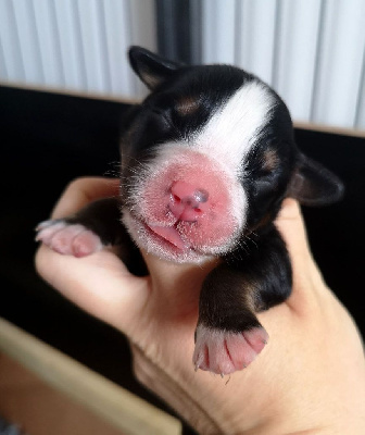 CHIOT 4