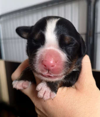 CHIOT 2