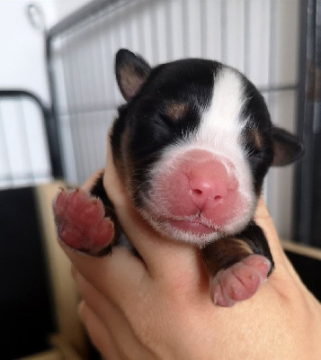 CHIOT 6