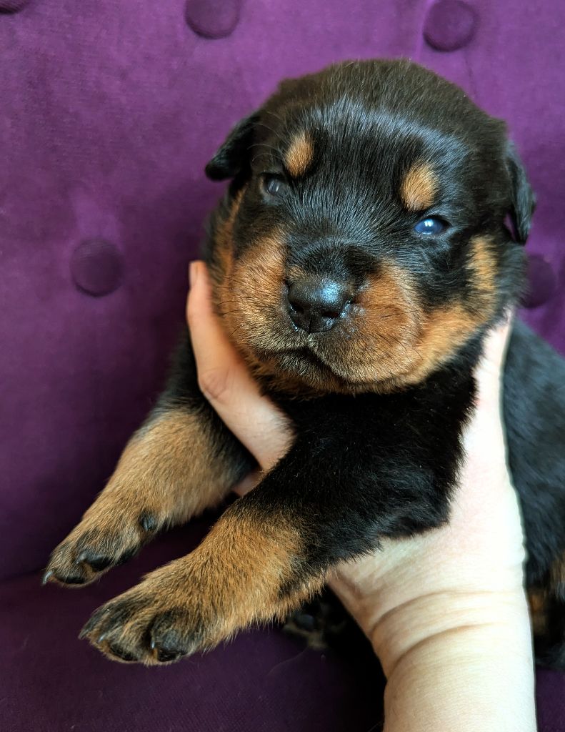 Charlotte Lepleux - Chiots disponibles - Rottweiler