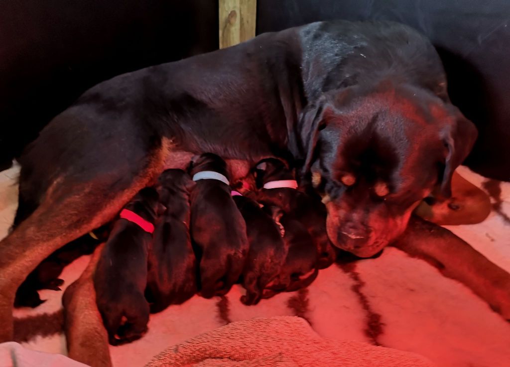 Charlotte Lepleux - Rottweiler - Portée née le 16/03/2020