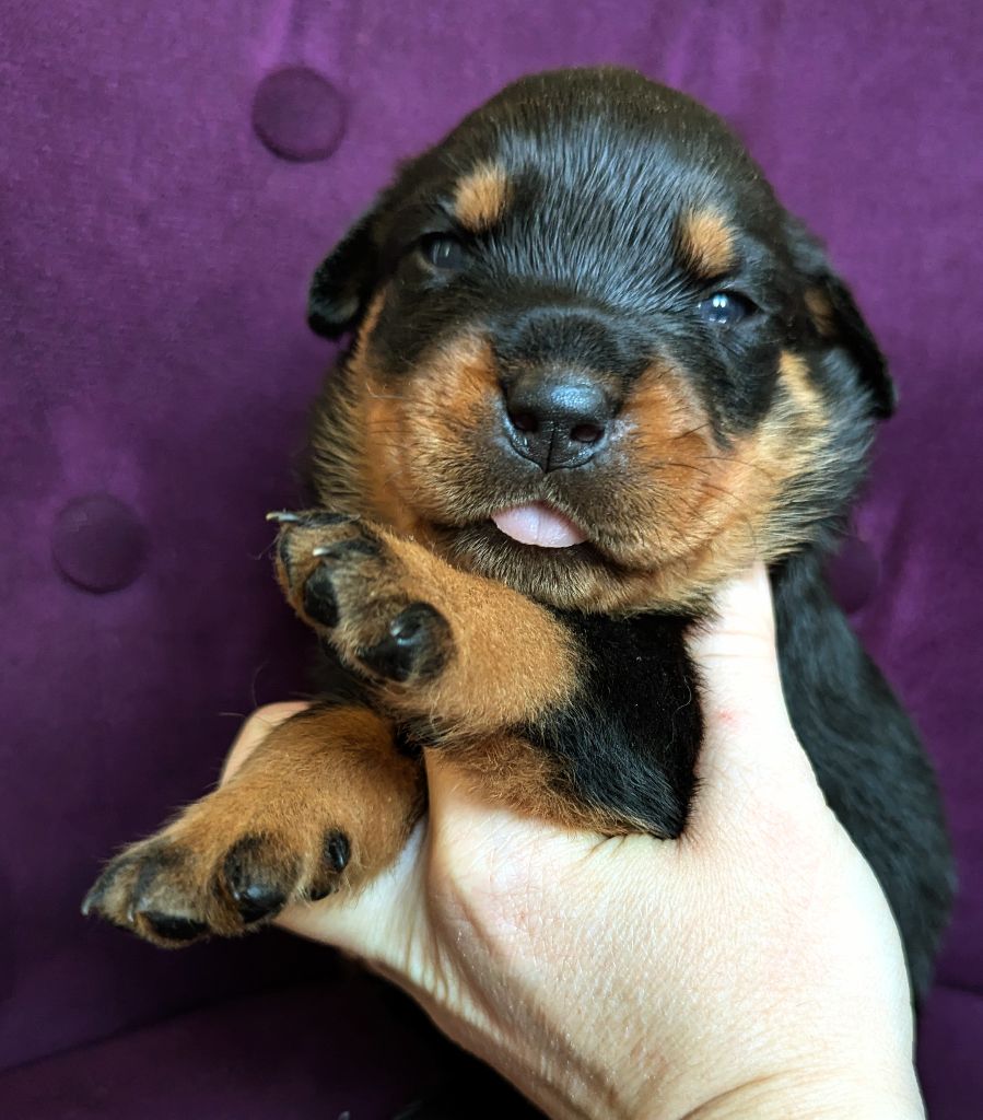 Charlotte Lepleux - Chiots disponibles - Rottweiler