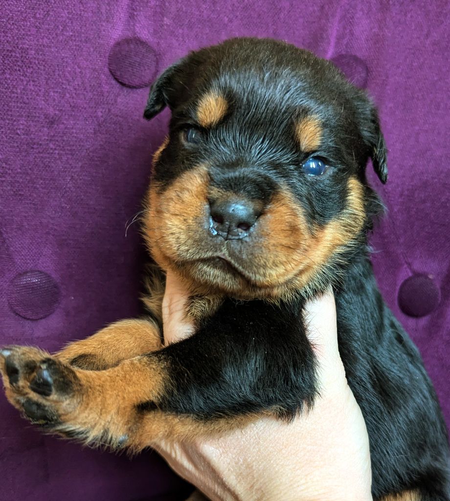Charlotte Lepleux - Chiots disponibles - Rottweiler