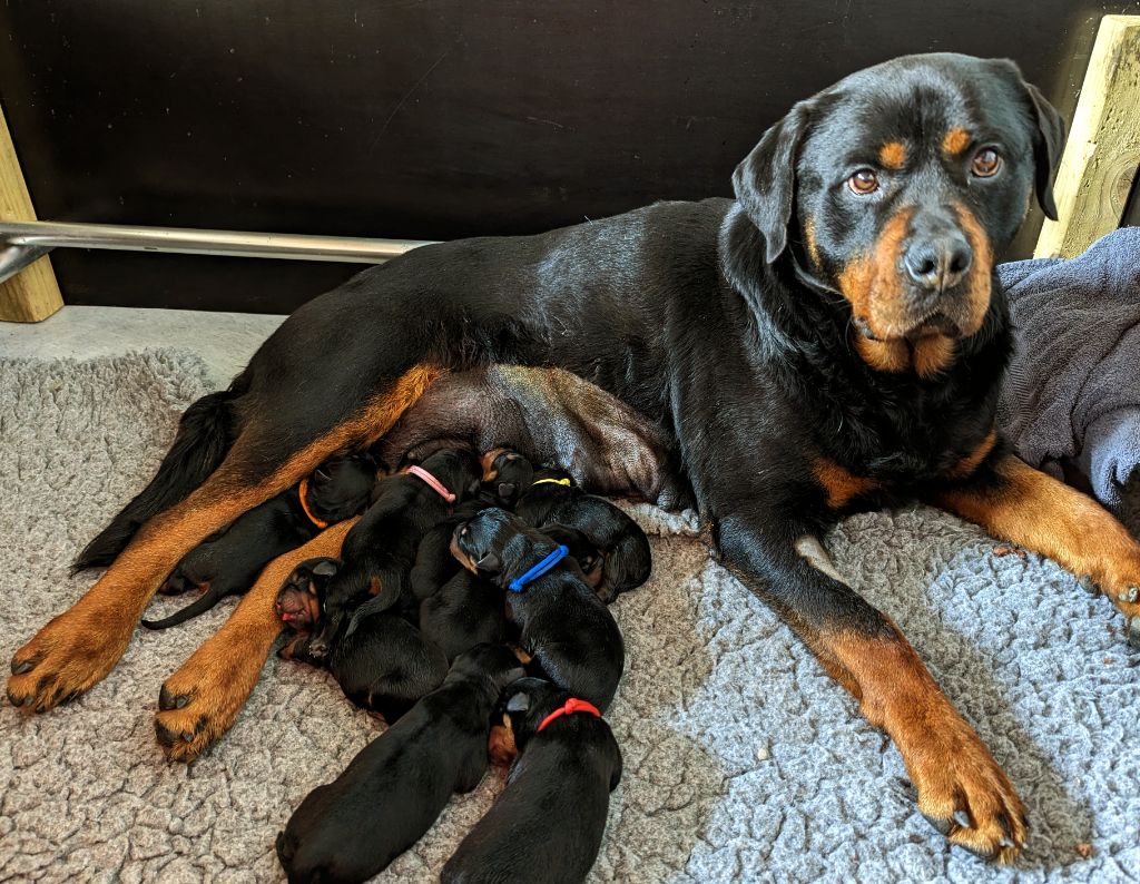 Charlotte Lepleux - Rottweiler - Portée née le 21/04/2023
